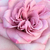 Roza - vijolična - Vrtnica čajevka - Orchid Masterpiece